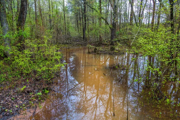 Flooded Stream in Forest — Stock Photo, Image