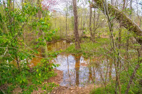 Översvämmade våt marker i Forest — Stockfoto