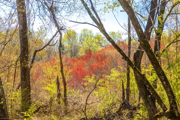 Folhas vermelhas na floresta de primavera — Fotografia de Stock