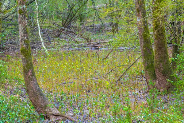 浸水湿地における春の成長 — ストック写真