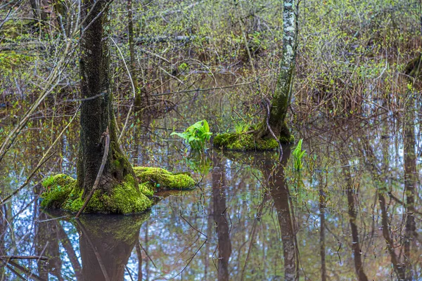 Árvores crescendo em zonas húmidas inundadas — Fotografia de Stock