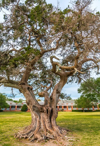 Vanha LIve Oak State Parkissa — kuvapankkivalokuva