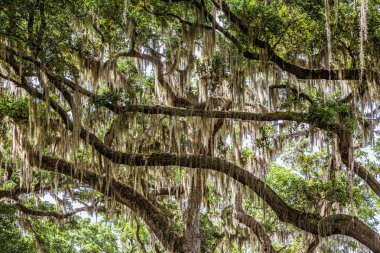 Büyük Uzuvlar üzerinde İspanyol Yosun