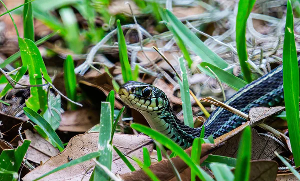 Serpente de liga olhando — Fotografia de Stock