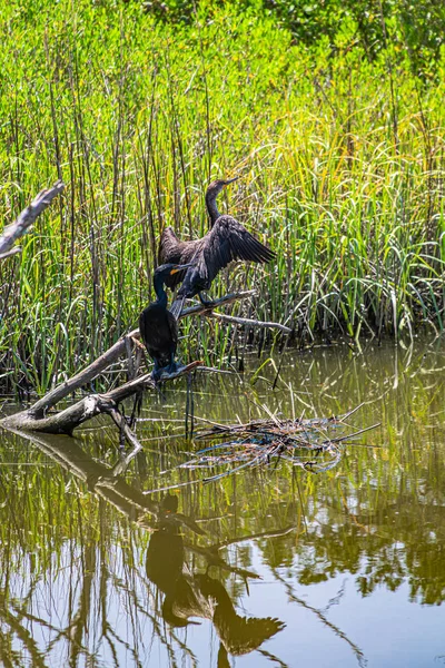 Due uccelli in erba paludosa — Foto Stock