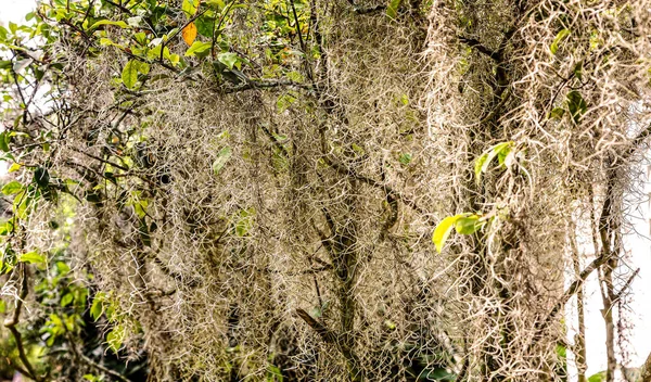 Covered with Spanish Moss — Stock Photo, Image