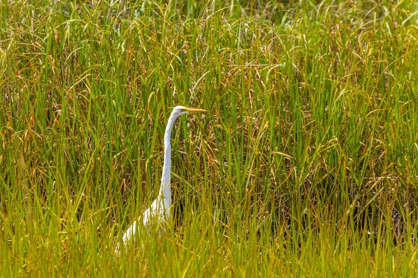 Egret nevado na grama — Fotografia de Stock