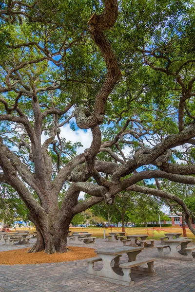 Live Oak piknik-alueella — kuvapankkivalokuva