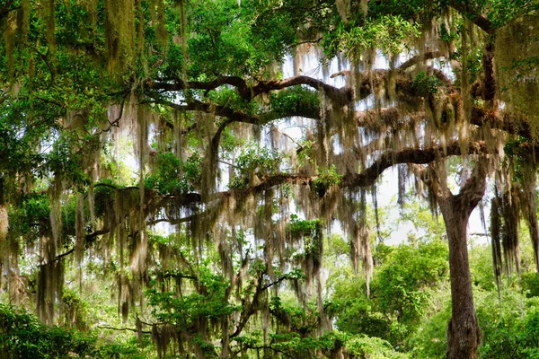 Spanish Moss in the Trees — Stock Photo, Image
