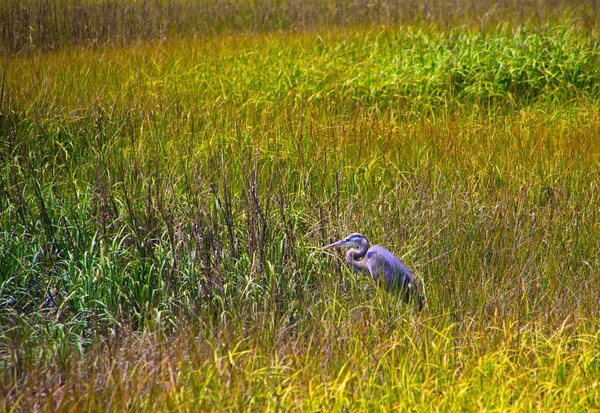 Blauwe reiger in Grass — Stockfoto