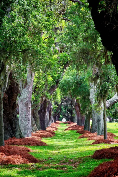 Çam Saman ile MeşeLer Avenue — Stok fotoğraf