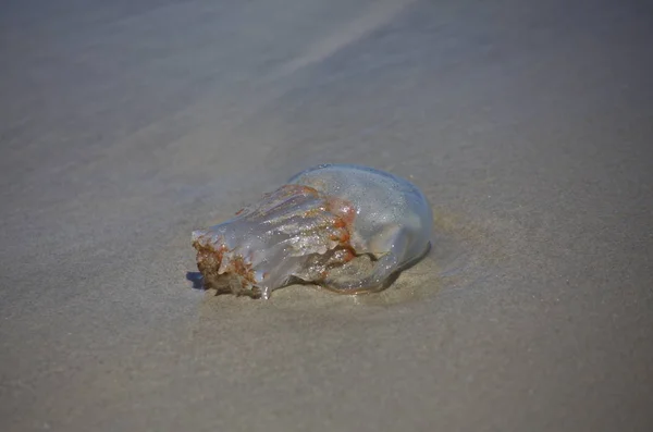 Kum üzerinde denizanası — Stok fotoğraf