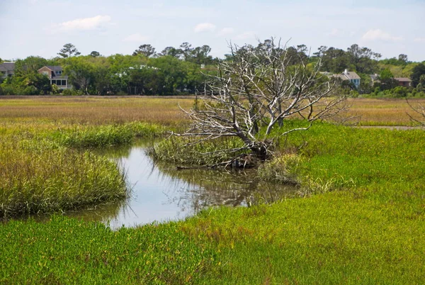 Дерево в болоте морской воды — стоковое фото