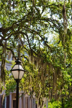 Lamba Post ve İspanyol Yosun