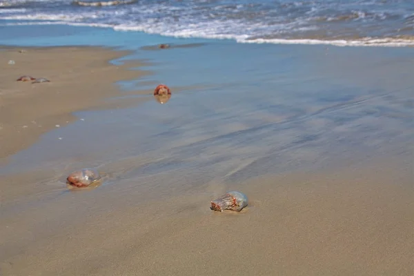 Muitas medusas na praia — Fotografia de Stock