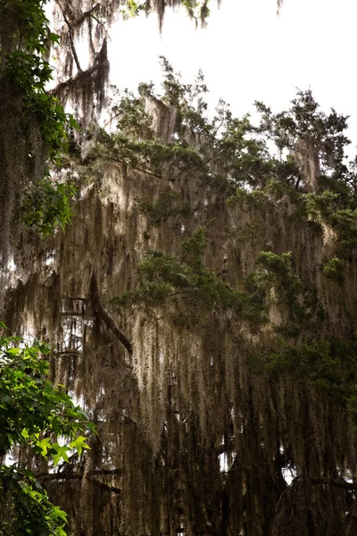 Tree Draped with Spanish Moss — Stock Photo, Image