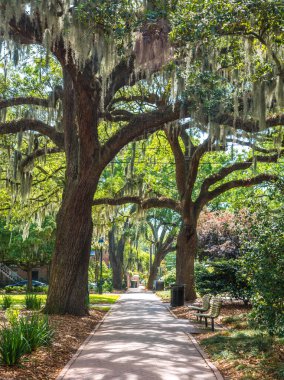 Oaks Altında Kaldırım