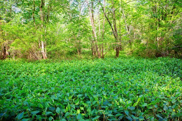 Lush Green Growth — Stock Photo, Image