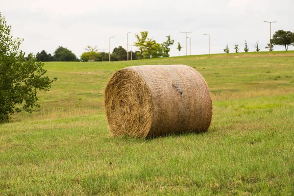 Siano roll w pole trawa — Zdjęcie stockowe