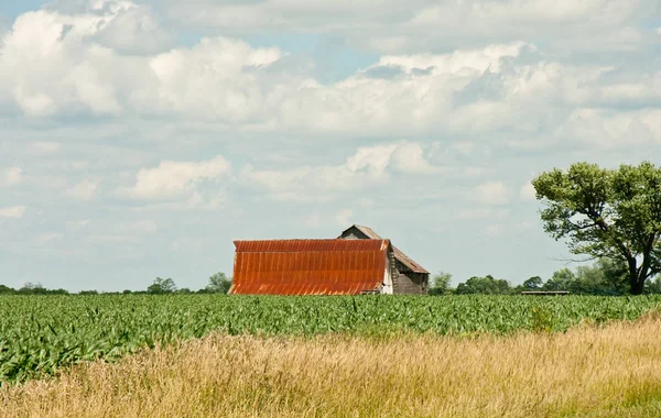 Fienile arrugginito attraverso il campo di mais — Foto Stock