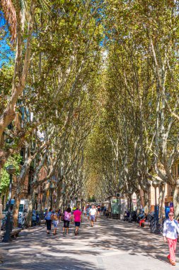 Palma'da Ağaçlı Bulvar
