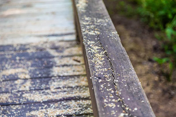 Sägemehl auf behandeltem Holz — Stockfoto