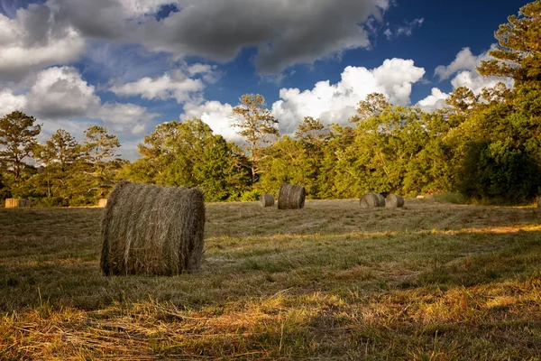 Heurollen auf einem frisch abgeernteten Feld — Stockfoto