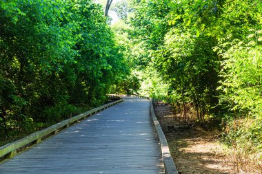 Ormanda Yol Temizlenmiş Sağ