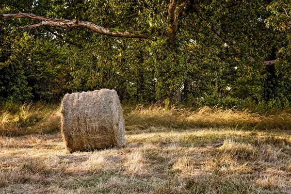 A roll of hay next to a wooded area — Stock Photo, Image