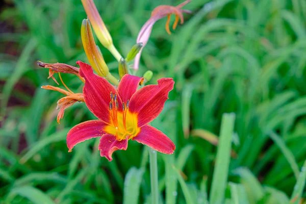 Red Lilies on Green — Stock Photo, Image