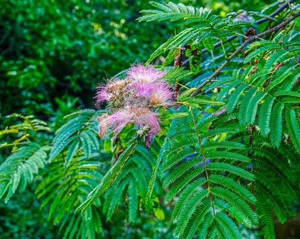 Mimosa Bloom nel bosco — Foto Stock