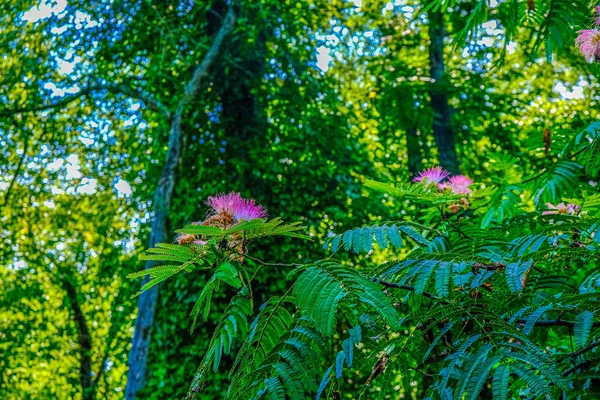 Rosa Mimosa Tree Blooms — Fotografia de Stock