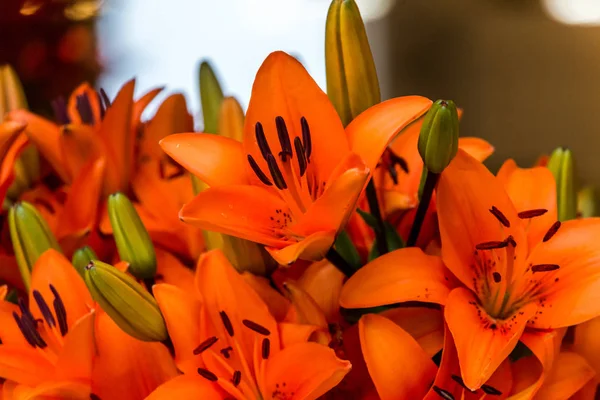 Oranje lelies in de markt — Stockfoto