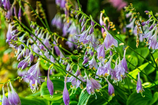 Regendruppels op paarse bloemen — Stockfoto