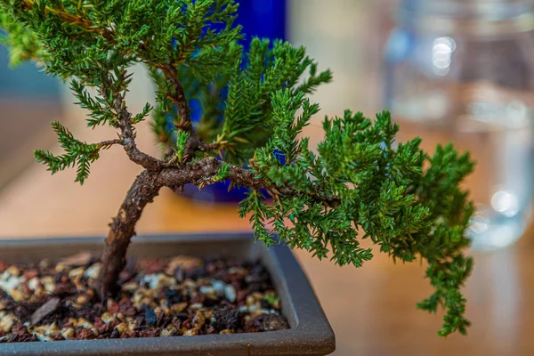 テーブルの上の盆栽の木 — ストック写真