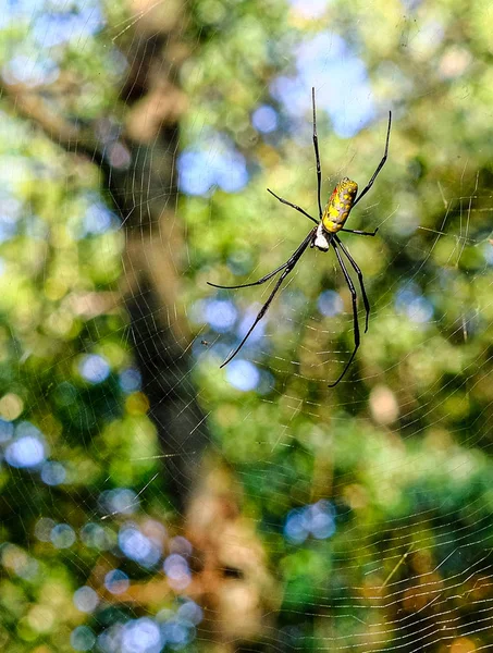 Orb Уівер павук — стокове фото
