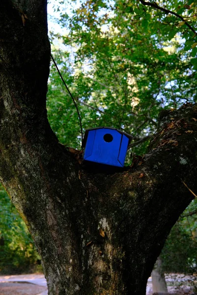 Casa degli uccelli blu — Foto Stock