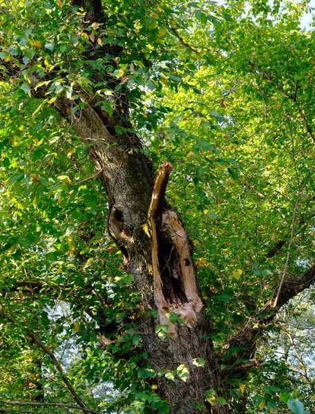 Bliksem schade aan boom — Stockfoto