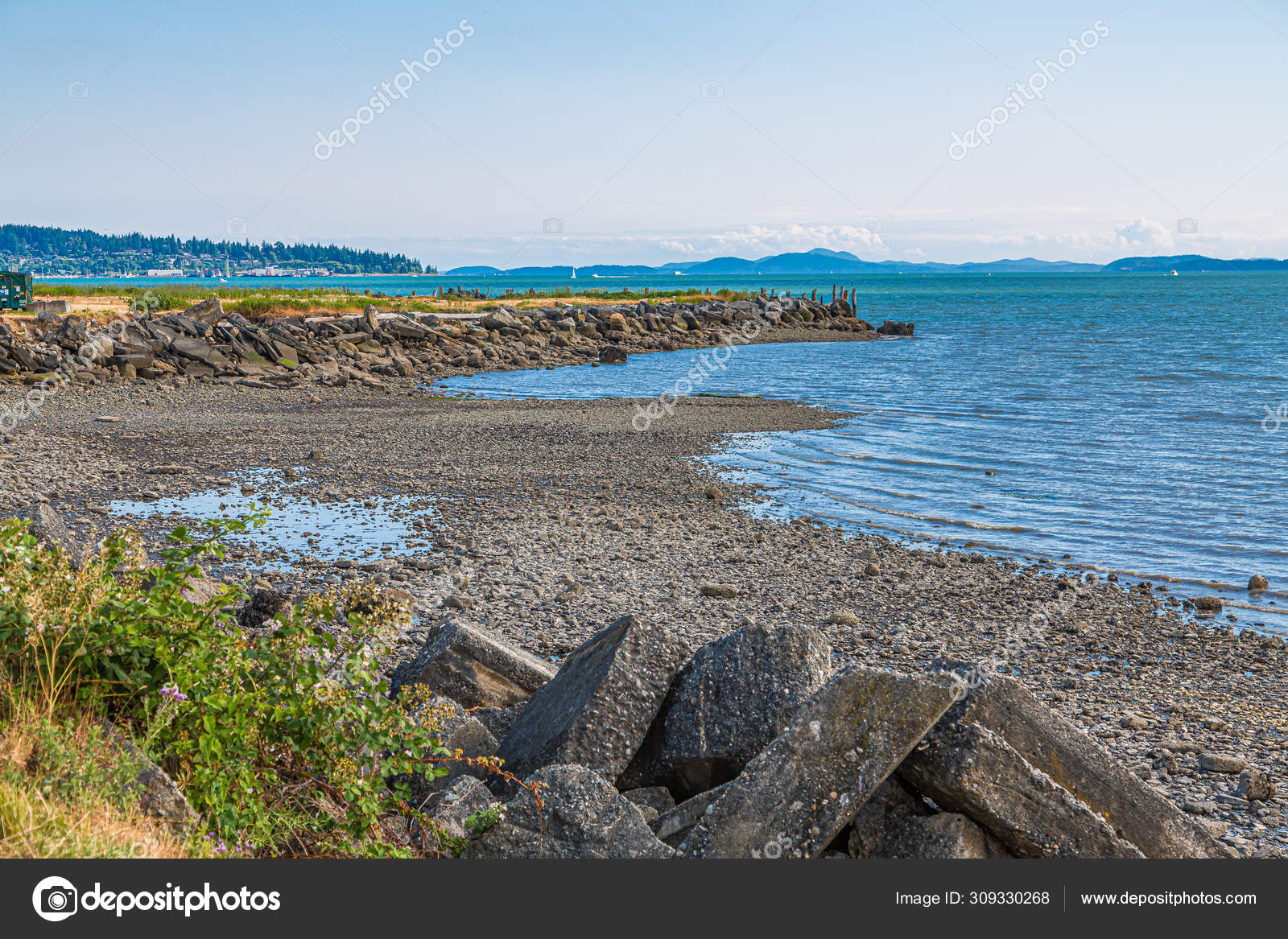 Rocky Shore On Bellingham Bay Stock Photo Image By C Dbvirago 309330268