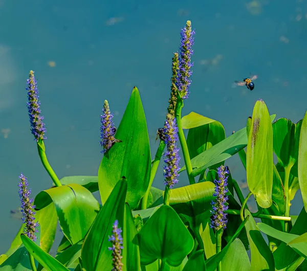 Včely na purpurové květiny — Stock fotografie