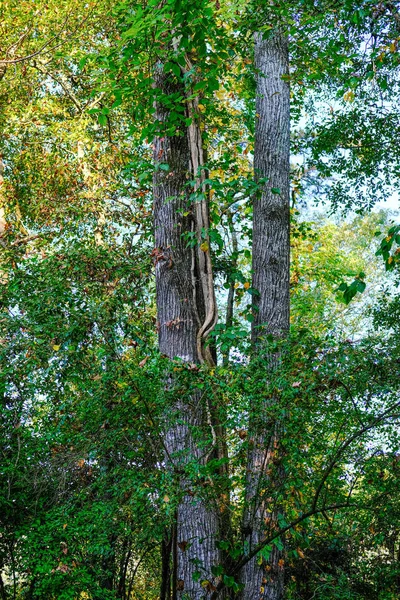 Vitigni in Alberi — Foto Stock