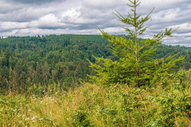 Kuzeybatı Pasifik'te Köknar Ağacı
