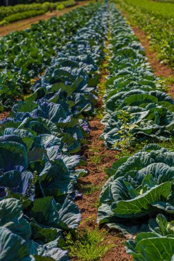 Çiftlikteki Lahana ve Lahana Safları