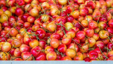 Ranier Kiraz ve Kökler