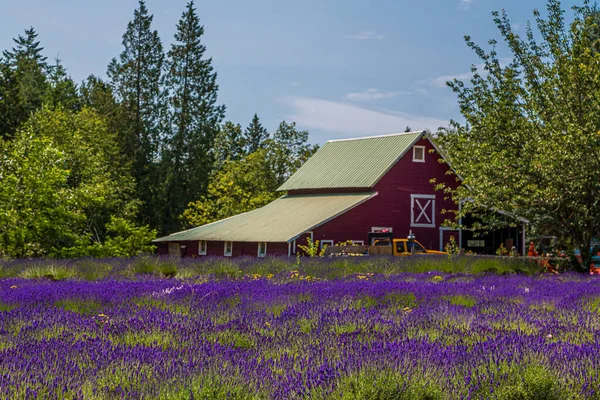 Red Barn Behind Field of Lavendar — Stock Photo, Image