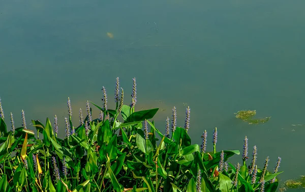 연못 가장자리에 있는 자주색 꽃 — 스톡 사진