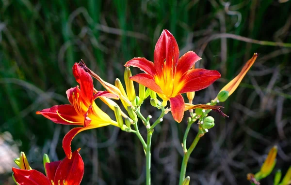 Orange and Yellow Tiger Lilies — Stock Photo, Image