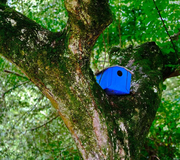Blaues Vogelhaus in Gabelung des Baumes — Stockfoto