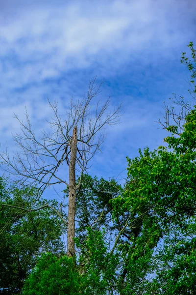 Árvore morta no azul — Fotografia de Stock