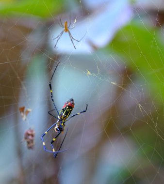 Yetişkin ve Yound Orb Weaver